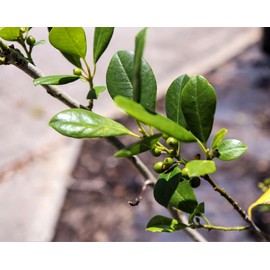 Eagleston Holly Ilex | 3 Large Gallon Size Plants | Low Maintenance Evergreen Hedge Tree Beautiful Red Berries