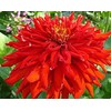 200 Red Giant Cactus Zinnia Seeds for Planting 2+ Grams