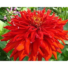 200 Red Giant Cactus Zinnia Seeds for Planting 2+ Grams of Seeds Non GMO Heirloom USA Harvested pollinator bee Butterfly