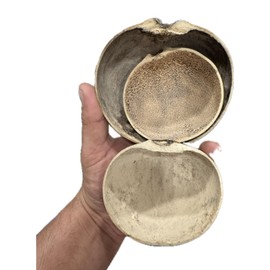 jicaras de guira 3-6" de diametro jicaras de santeria (3 pieces per order) elegua shango yemaya oshun orulaoya obbatala oggun herramientas de santeria herramientas de guerreros