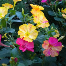 Four O'Clock Seeds - Bicolor Mix - 1 Ounce - Pink/Orange/Yellow Flower Seeds, Heirloom Seed, Open Pollinated Seed Attracts Bees, Attracts Butterflies, Attracts Hummingbirds, Attracts Pollinators