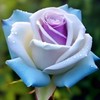 200 Pcs Ice Rain Blue Strong Aroma Rose Seeds Potted