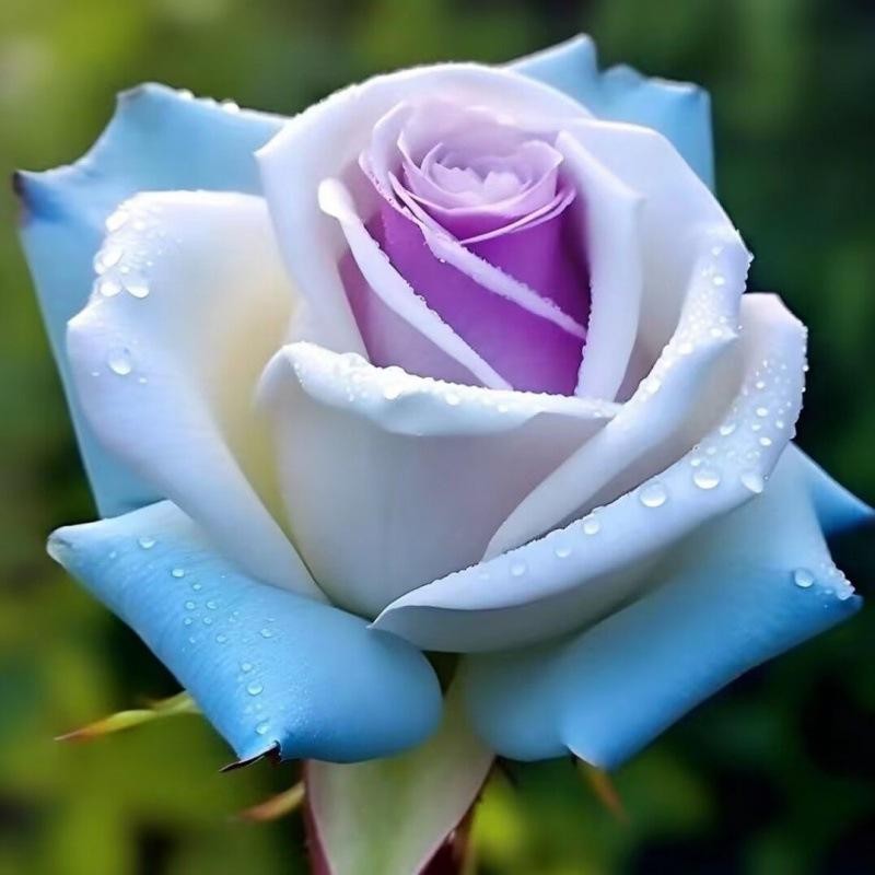 200 Pcs Ice Rain Blue Strong Aroma Rose Seeds Potted