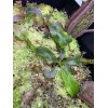 Carnivero Nepenthes Vetchii Kelabit Highlands x S.O.M. x L.V.B.