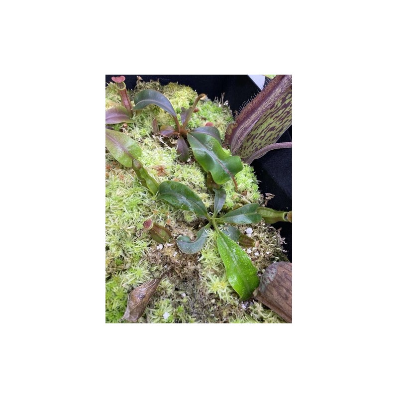 Carnivero Nepenthes Vetchii Kelabit Highlands x S.O.M. x L.V.B.