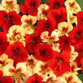 Outsidepride 50 Seeds Annual Nasturtium Strawberry Cream Cimbing Vine Flower Seed Mix for Planting
