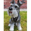 Vivid Arts (Miniature Schnauzer Sitting