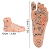2pcs 19cm / 7.5in Feet Acupoint Model Acupuncture Teaching Aids