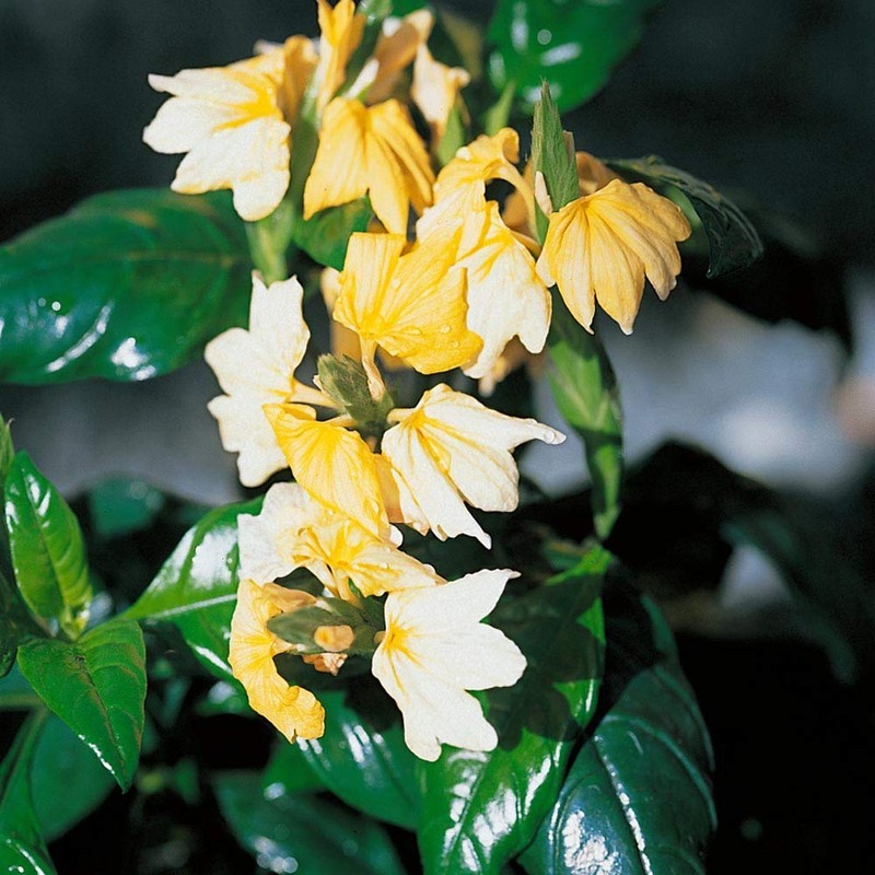 Outsidepride Crossandra Yellow Splash - 30 Seeds