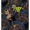 Unbranded Acoma Crepe Myrtle Plants