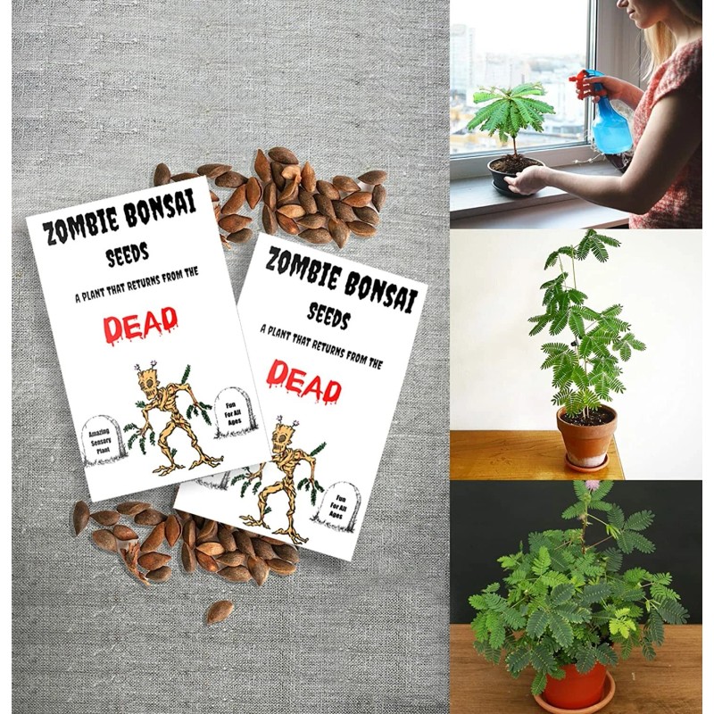 CZ Grain Zombie Bonsai Seed Packets (2 Pack) Sensory Bonsai