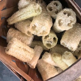 Organic Luffa Gourd Seeds (Luffa acutangula) 10 Seeds (0.2 Grams) - Loofah, Loofa, Luffah Gourd - Edible and Grow to Make Your Own Sponges - Sponge Gourd Seeds by Smoke Camp Crafts