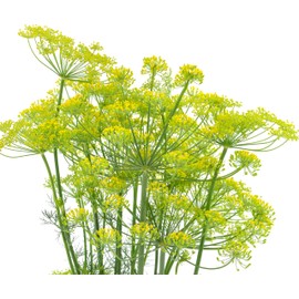 2000 Dill Seeds for Planting (Bouquet Variety) – Heirloom, Non-GMO, USA Grown Herb for Indoor/Outdoor Planting, Perfect for Pickling & Cooking by RDR Seeds