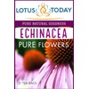 Echinacea, Pure Echinacea flower Herbal Tea 21 Tea bags