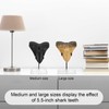 KCGANI Megalodon Shark Tooth Acrylic Base Bracket for 3.5 x