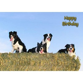 Border Collie Dog Birthday Card