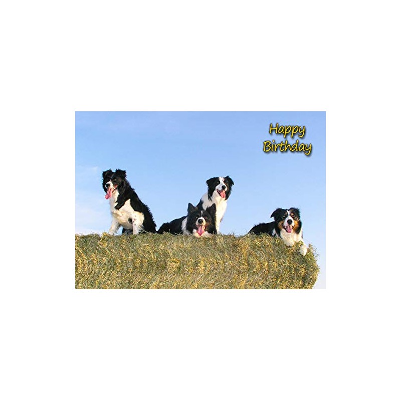 Border Collie Dog Birthday Card