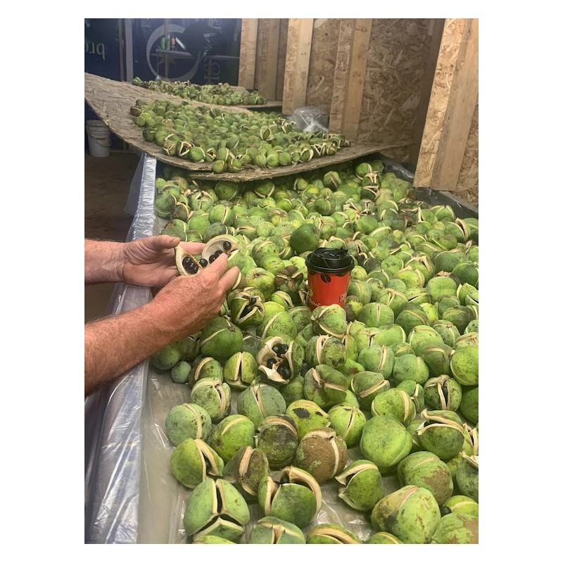 Maple River Farms Shiny Leaf Yellowhorn Xanthoceras Sorbifolium 10 Seed