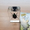 FlyingBean Real Blue Rose Chafer Beetle Insect Specimens in Resin