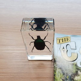 FlyingBean Real Blue Rose Chafer Beetle Insect Specimens in Resin Paperweight Crafts, Animal Taxidermy Collection for Science Education & Desk Ornament (Blue Rose Chafer Beetle)