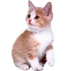 Solmoony Breakaway Cat Collars with Bell,Adjustable Safe Kitten Collar,Cat Collars