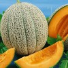 Fruit Hales Cantaloupe Seeds