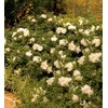 Encore Azalea Autumn Angel (2 Gallon) White Flowering Shrub -