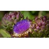 Indigo Herbs Artichoke Leaf Powder 100g