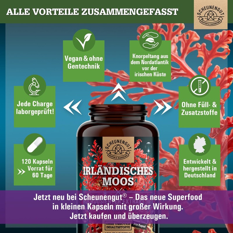 Seemoos aus isländischem Moos roter Seetang Sea moss