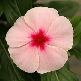 Outsidepride Cobra Apricot Vinca Flower Seed - 100 Seeds