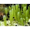 Generic Live Caulerpa Mexicana Macro Algae Reef Refugium Saltwater Plant Marine