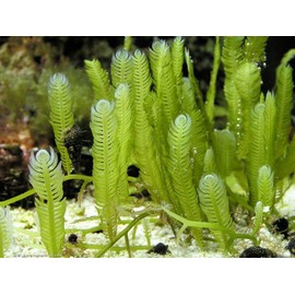Generic Live Caulerpa Mexicana Macro Algae Reef Refugium Saltwater Plant Marine