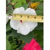 Foothill Gardens 50 Hardy White Hibiscus Seeds - organically grown,