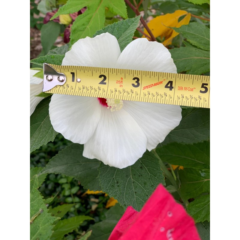 Foothill Gardens 50 Hardy White Hibiscus Seeds - organically grown,