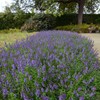 Eden Brothers Angelonia Seeds - Serena Blue