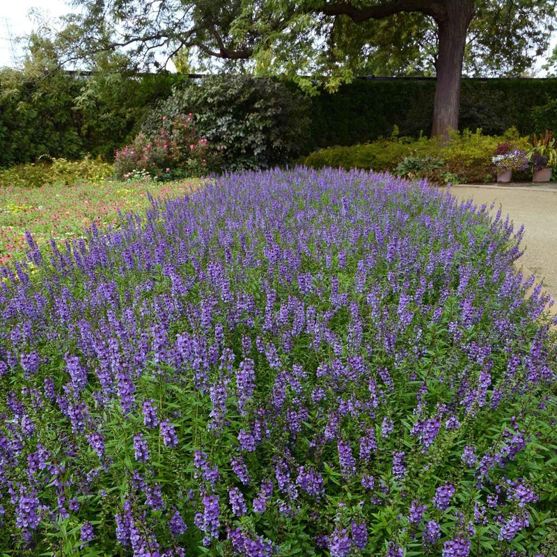 Eden Brothers Angelonia Seeds - Serena Blue