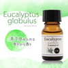 100% Natural Eucalyptus Globlus Oil, 0.3 fl oz (10 ml),