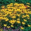 Park Seed Goldsturm Strain Rudbeckia Seeds, Resilient Black-Eyed Susans, Pack