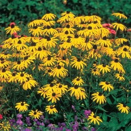 Park Seed Goldsturm Strain Rudbeckia Seeds, Resilient Black-Eyed Susans, Pack of 50 Seeds