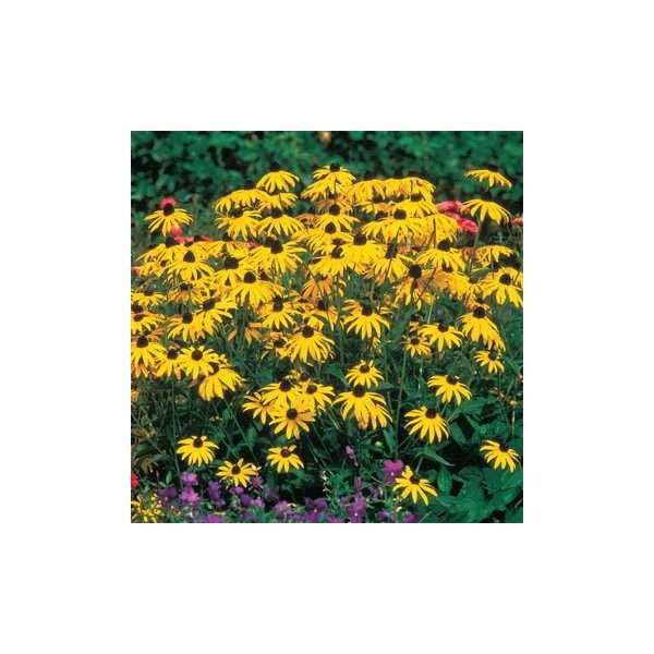 Park Seed Goldsturm Strain Rudbeckia Seeds, Resilient Black-Eyed Susans, Pack