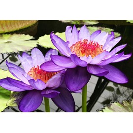 30 PCS Bowl Lotus Seeds Bonsai Lotus Seeds for Planting Water Lily Pink Purple Red Flower Aquatic Plants Seed Pond Plants Non GMO Home Garden Flowering
