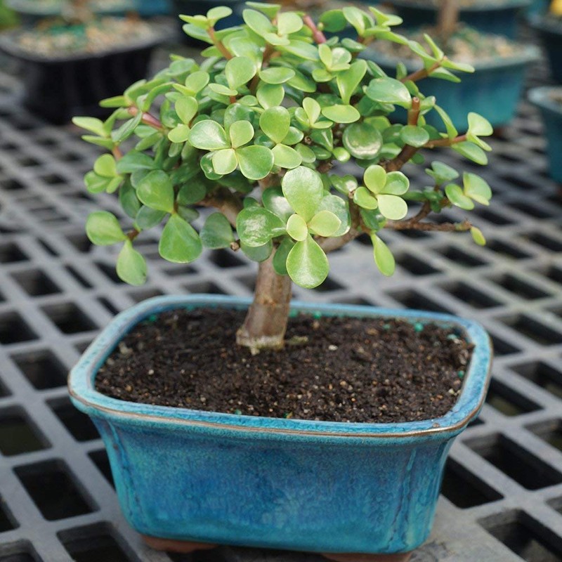 Brussel's Bonsai - Live Dwarf Jade Bonsai Tree in a