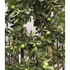 Guava Tree 10” Seedling Tropical Live Plant Guava Fruit Tree