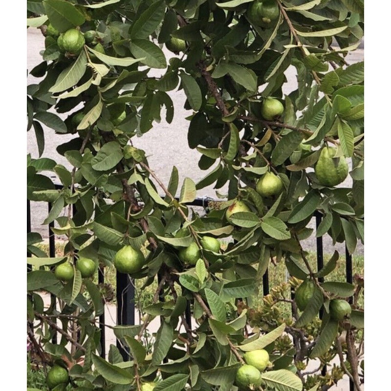 Guava Tree 10” Seedling Tropical Live Plant Guava Fruit Tree