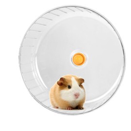 Silent Spinner Hamster Wheel, 17cm/ 6.69Inch Hamster Exercise Wheel Transparent, Quite Hamster Running Wheel Washable, Plastic Small Animal Exercise Wheels for Gerbil Dwarf Hamster Rat Mice
