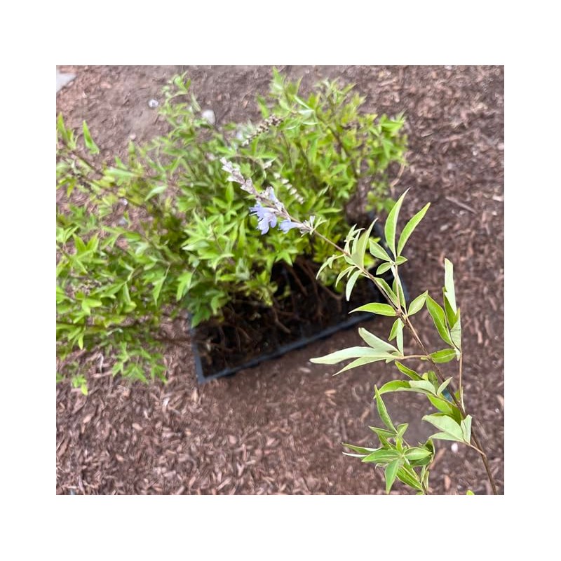 Vitex Chaste Berry - Live Plant - Chasteberry Chaste Tree