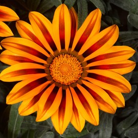 Outsidepride 25 Seeds Perennial Gazania Kiss Orange Frosty Flame Heat & Drought Tolerant Ground Cover Seeds for Planting