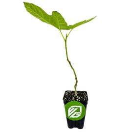 Lattarula Honey Fig (Italian Honey) Live Fig Plant - Ficus carica by Wellspring Gardens - Starter Plant for Your Garden and Patio - Grow Your Own Edible Fruit Tree