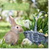 doodlecards Easter Card Bunny with Chicks Square Size with Plain
