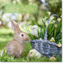 doodlecards Easter Card Bunny with Chicks Square Size with Plain Envelope